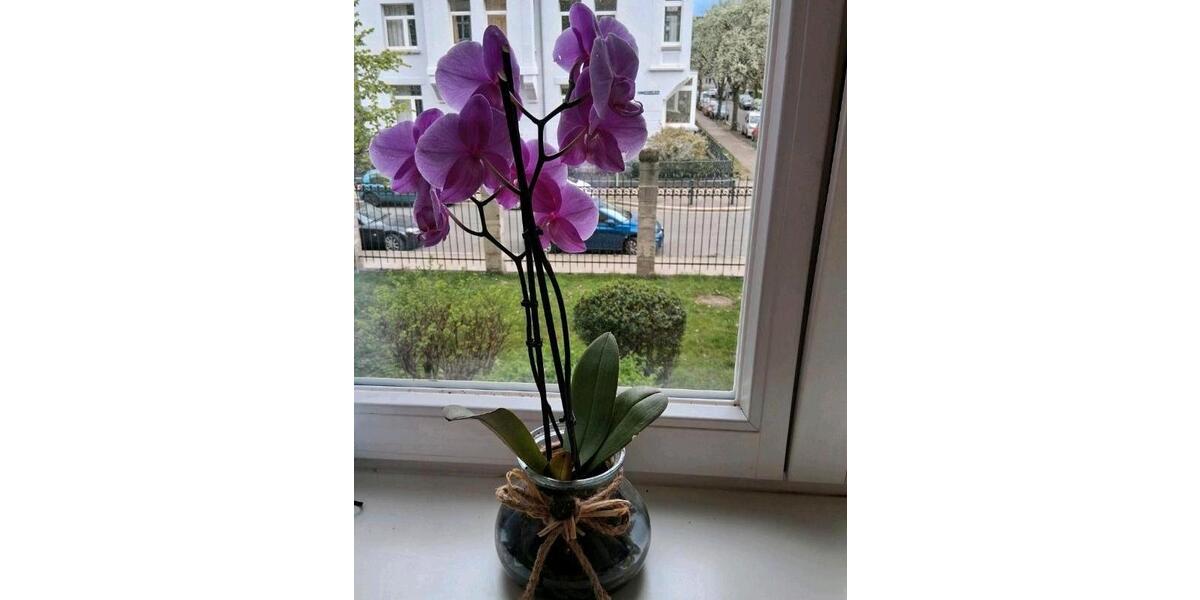 Etagenwohnung Braunschweig Nordstadt - 1 Zimmer, 20 m&sup2;, 590&euro; | Angebot:26271695