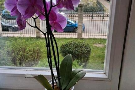 Wohnung Braunschweig Nordstadt - 1 Zimmer, 20 m&sup2;, 590&euro; | Angebot:26271695