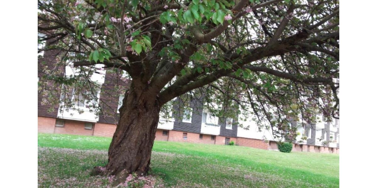 Erdgeschoßwohnung Salzgitter - 2 Zimmer, 52 m&sup2;, 68.500&euro; | Angebot:26243946