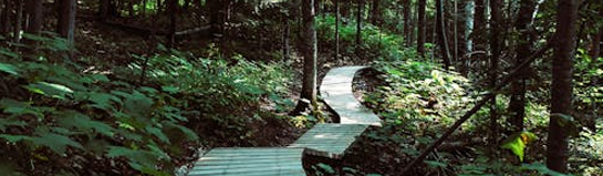 Baumwipfelpfad Bad Harzburg