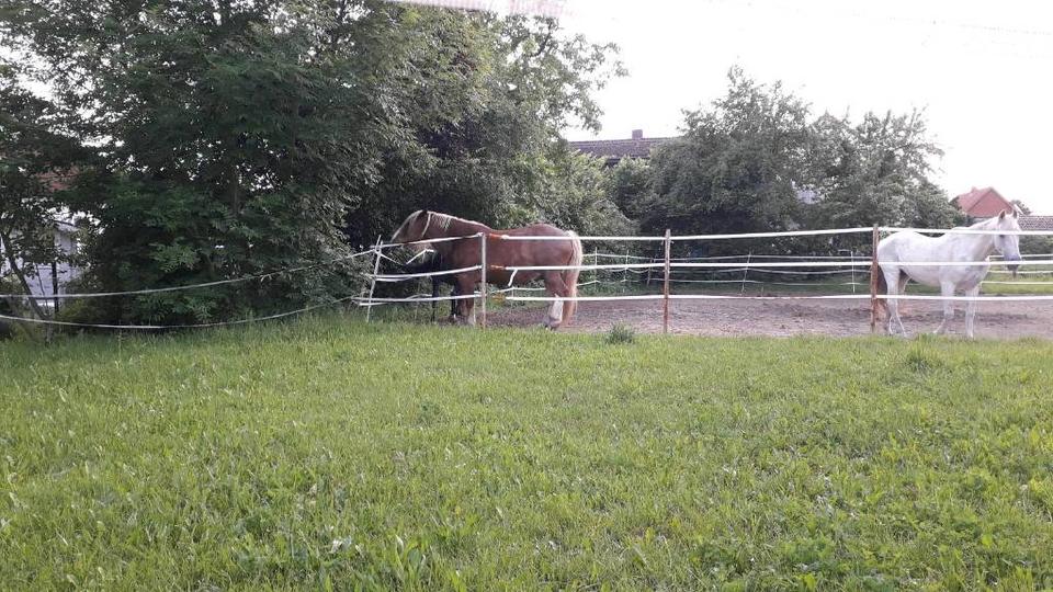 Einfamilienhaus Meine - 439.000&euro; | Angebot:27269902