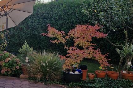 Einfamilienhaus EFH Peine Schwicheldt 4 Zimmer mit Grundstück zimmer