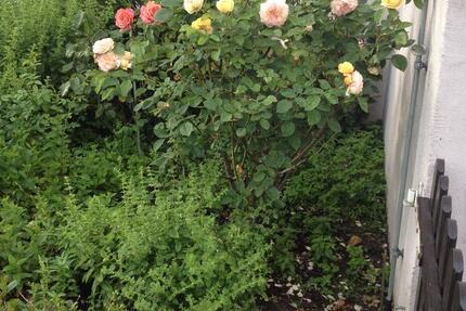 Wohnung Braunschweig Lehndorf-Watenbüttel - 1 Zimmer, 25 m&sup2;, 285&euro; | Angebot:25085717