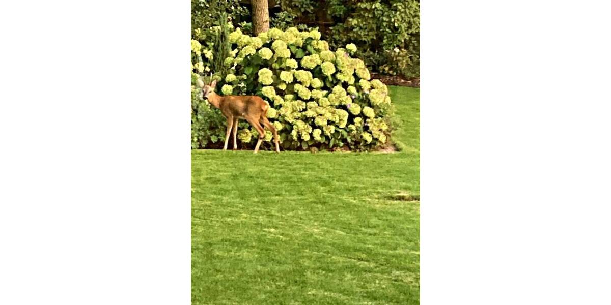 Einfamilienhaus Braunschweig / Querumer Forst Querum - 6 Zimmer, 278 m&sup2;, 1.790.000&euro; | Angebot:23967374