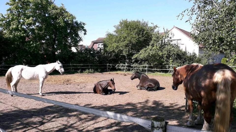 Einfamilienhaus Meine - 439.000&euro; | Angebot:27269902